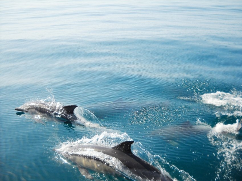 dolphins-algarve.jpg